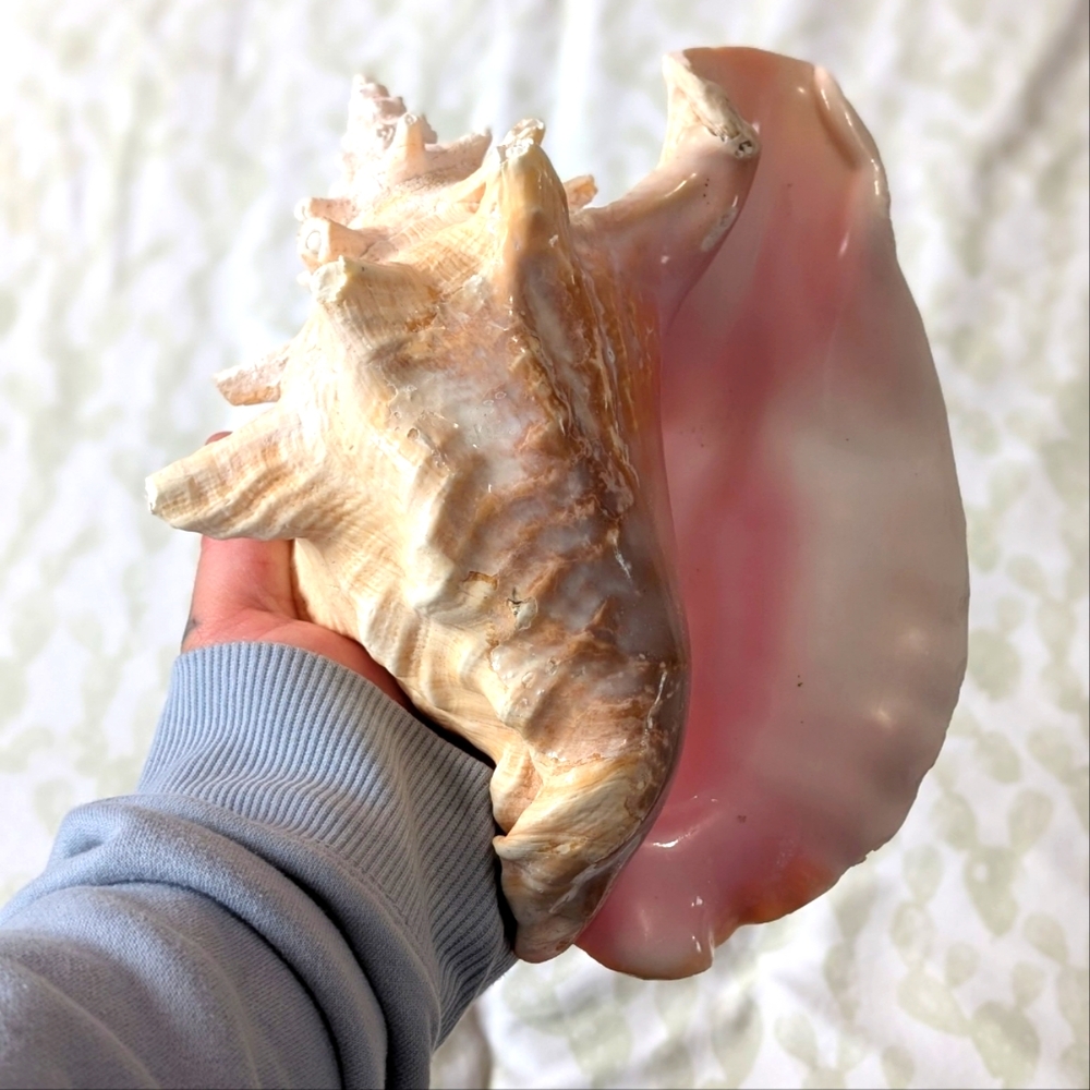 Large conch shell